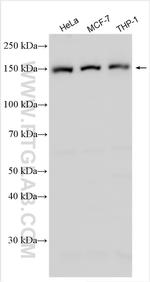 Flightless I Antibody in Western Blot (WB)