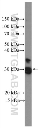 ECHDC1 Antibody in Western Blot (WB)