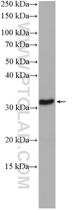 ECHDC1 Antibody in Western Blot (WB)