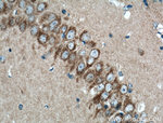OPA1 Antibody in Immunohistochemistry (Paraffin) (IHC (P))