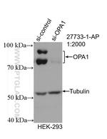 OPA1 Antibody in Western Blot (WB)