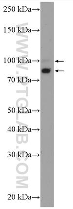 OPA1 Antibody in Western Blot (WB)