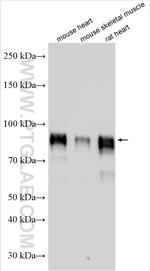 Nexilin Antibody in Western Blot (WB)