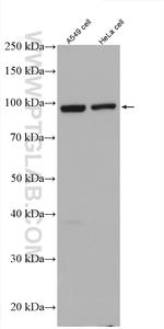 FAM91A1 Antibody in Western Blot (WB)