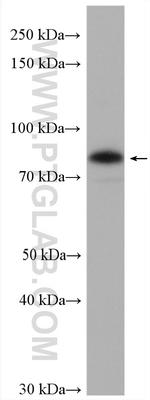 TRAFD1 Antibody in Western Blot (WB)