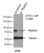 TRAFD1 Antibody in Western Blot (WB)