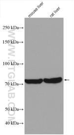 TGM7 Antibody in Western Blot (WB)