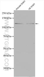 Syndetin/CCDC132 Antibody in Western Blot (WB)