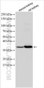 HOGA1 Antibody in Western Blot (WB)