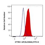 SLC26A2 Antibody in Flow Cytometry (Flow)