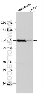 Jagged1 Antibody in Western Blot (WB)