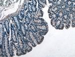 GET4 Antibody in Immunohistochemistry (Paraffin) (IHC (P))