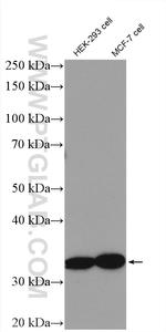 GET4 Antibody in Western Blot (WB)
