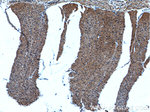 GET4 Antibody in Immunohistochemistry (Paraffin) (IHC (P))