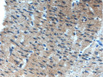 GET4 Antibody in Immunohistochemistry (Paraffin) (IHC (P))