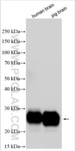 CD90/Thy1 Antibody in Western Blot (WB)
