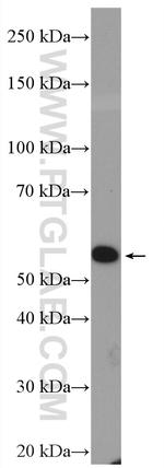 HSPBAP1 Antibody in Western Blot (WB)