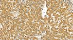 TRAPPC11 Antibody in Immunohistochemistry (Paraffin) (IHC (P))