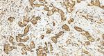 TRAPPC11 Antibody in Immunohistochemistry (Paraffin) (IHC (P))