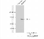 TRAPPC11 Antibody in Immunoprecipitation (IP)