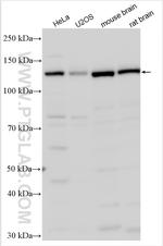 TRAPPC11 Antibody in Western Blot (WB)