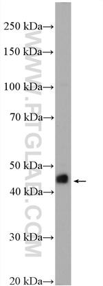 RIC3 Antibody in Western Blot (WB)