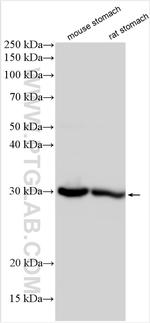 ANXA10 Antibody in Western Blot (WB)