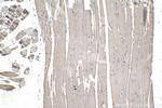 CSDA Antibody in Immunohistochemistry (Paraffin) (IHC (P))