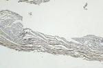 CSDA Antibody in Immunohistochemistry (Paraffin) (IHC (P))