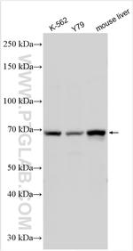 CSDA Antibody in Western Blot (WB)