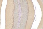 PNPLA7 Antibody in Immunohistochemistry (Paraffin) (IHC (P))