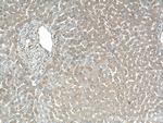 C7orf43 Antibody in Immunohistochemistry (Paraffin) (IHC (P))
