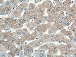 C7orf43 Antibody in Immunohistochemistry (Paraffin) (IHC (P))