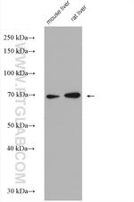 C7orf43 Antibody in Western Blot (WB)
