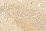 LRRC56 Antibody in Immunohistochemistry (Paraffin) (IHC (P))