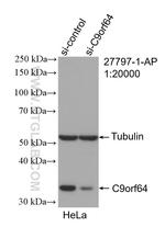 C9orf64 Antibody in Western Blot (WB)