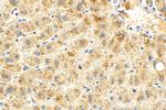 SPG7 Antibody in Immunohistochemistry (Paraffin) (IHC (P))
