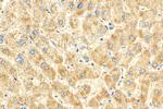 SPG7 Antibody in Immunohistochemistry (Paraffin) (IHC (P))
