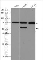 SPG7 Antibody in Western Blot (WB)