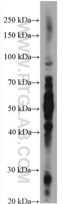 CHO cells Antibody in Western Blot (WB)