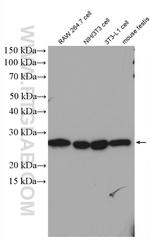 RanBP1 Antibody in Western Blot (WB)