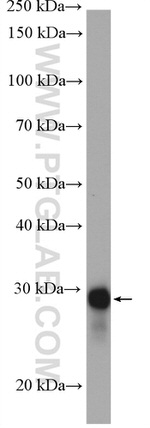 RanBP1 Antibody in Western Blot (WB)