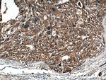 PPP4R1 Antibody in Immunohistochemistry (Paraffin) (IHC (P))