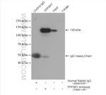 PPP4R1 Antibody in Immunoprecipitation (IP)