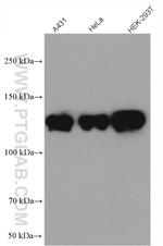 PPP4R1 Antibody in Western Blot (WB)