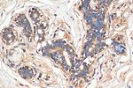 MRP1 Antibody in Immunohistochemistry (Paraffin) (IHC (P))