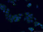 MTSS1L Antibody in Immunocytochemistry (ICC/IF)