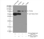 MTSS1L Antibody in Immunoprecipitation (IP)