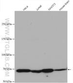 MTSS1L Antibody in Western Blot (WB)