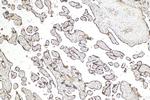GDF15 Antibody in Immunohistochemistry (Paraffin) (IHC (P))